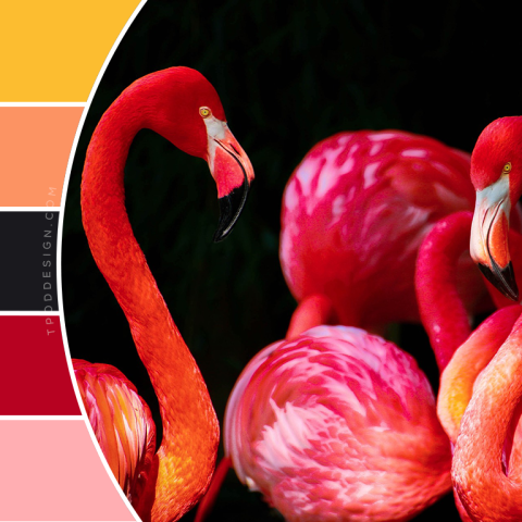 Flamingo color schemes