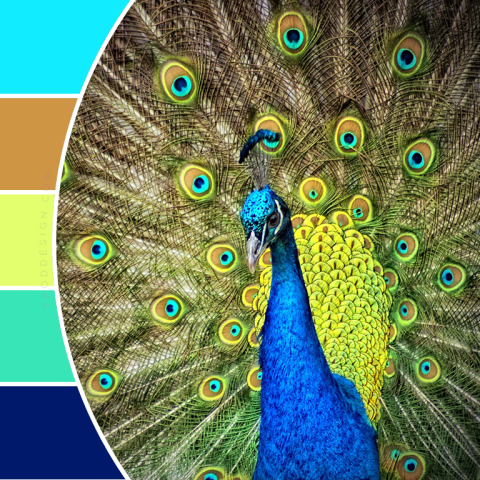 Peacock color schemes