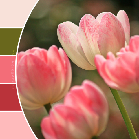 Tulips Color Schemes